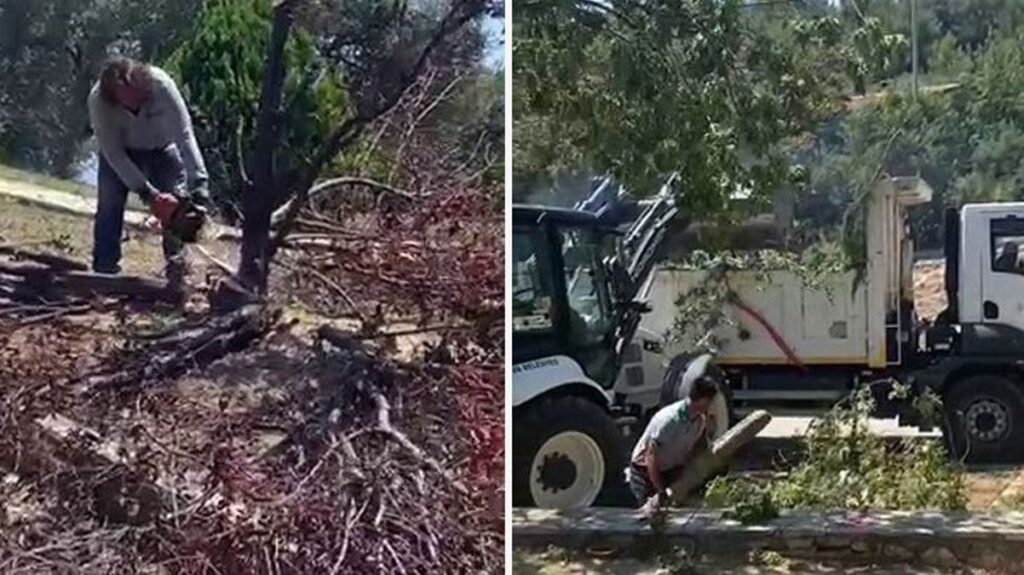 Bornova Belediyesi’nin zeytin ağacı kıyımına mahalle sakinlerinden tepki